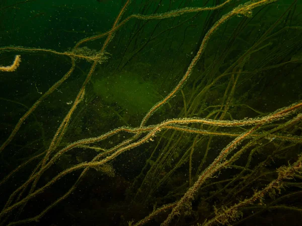 Ett vackert undervattenslandskap. Kallt grönt vatten och gula alger. Bild från Öresund, Malmö — Stockfoto