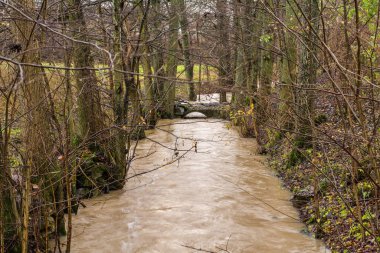Sonbahar renklerinde bir ormandan geçen bir su akıntısı. Fotoğraf: İskandinav, Güney İsveç. 