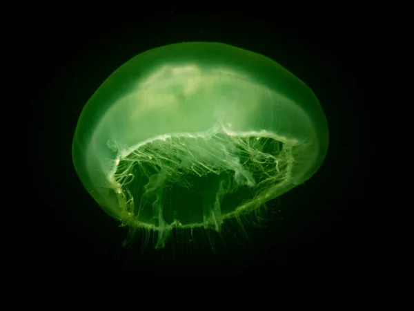 Удивительная медуза появляется в зеленой изолированной черной воде. Фото из Оресунна, Мальмо, Швеция. Холодная вода — стоковое фото