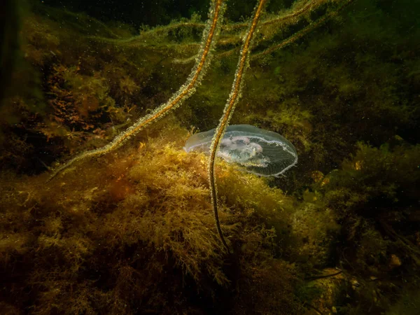 A Jellyfish appears in a beautiful underwater seascape. Cold green water and yellow seaweed. Picture from Oresund, Malmo Sweden — Stock Photo, Image