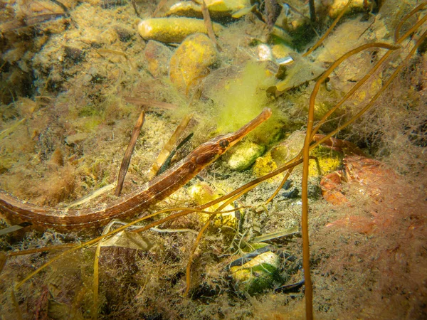 A closeup picture of an Entelurus aequoreus or snake pipefish. Picture from a seascape in Oresund, Malmo Sweden — Stock Photo, Image