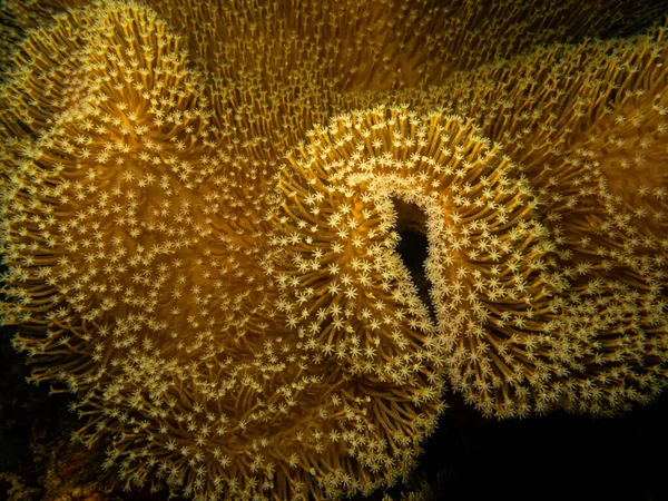 Especies de Goniopora, Daisy o Flowerpot coral, los primeros exploradores pensaron que eran plantas en lugar de animales. Foto de Puerto Galera, Filipinas. El centro del triángulo de coral . — Foto de Stock