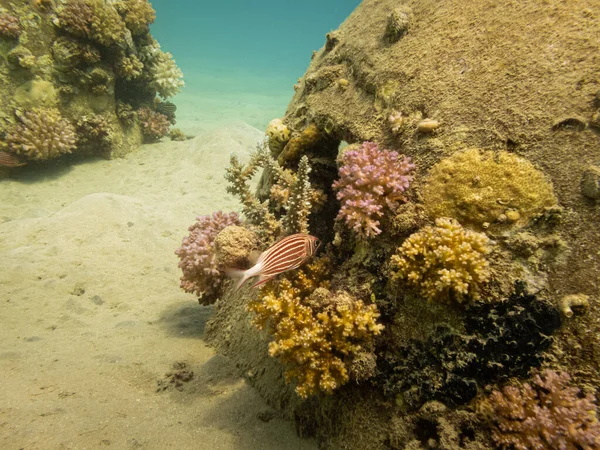 A red and white striped squirrelfish, Sargocentron xantherythrum at a beautiful Red Sea coral reef near Hurghada, in Egypt — Stock Photo, Image