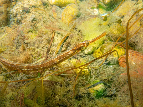 A closeup picture of an Entelurus aequoreus or snake pipefish. Picture from a seascape in Oresund, Malmo Sweden — Stock Photo, Image