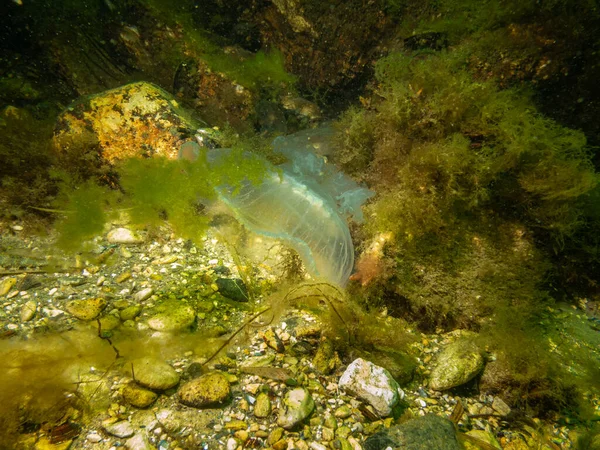 A Jellyfish appears in a beautiful underwater seascape. Cold green water and yellow seaweed. Picture from Oresund, Malmo Sweden — Stock Photo, Image