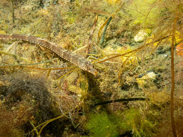 A closeup picture of an Entelurus aequoreus or snake pipefish. Picture from a seascape in Oresund, Malmo Sweden — Stock Photo, Image