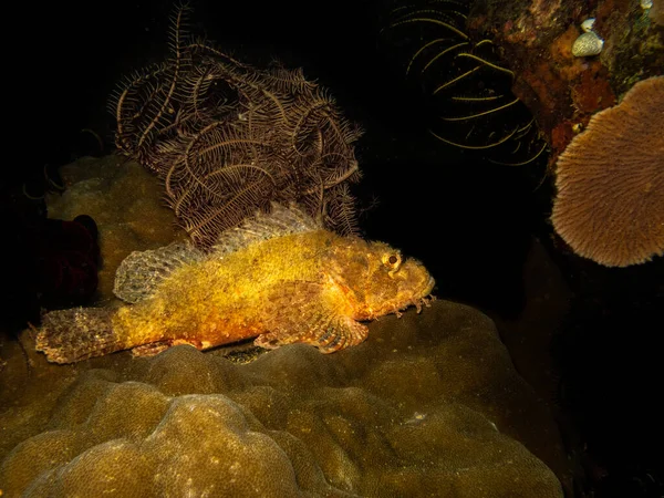 Καταπληκτικό Scorpionfish ή Scorpaenidae σε έναν ύφαλο Puerto Galera στις Φιλιππίνες — Φωτογραφία Αρχείου