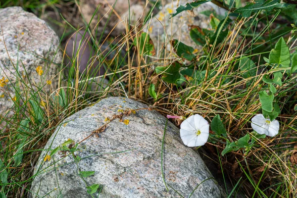 Bílý květ v trávě blízko šedých kamenů. Zelené listy a žlutá suchá tráva pozadí — Stock fotografie