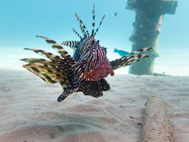 İnanılmaz aslan balığı, Pterois, Hurghada, Mısır yakınlarındaki Kızıldeniz resifinde.