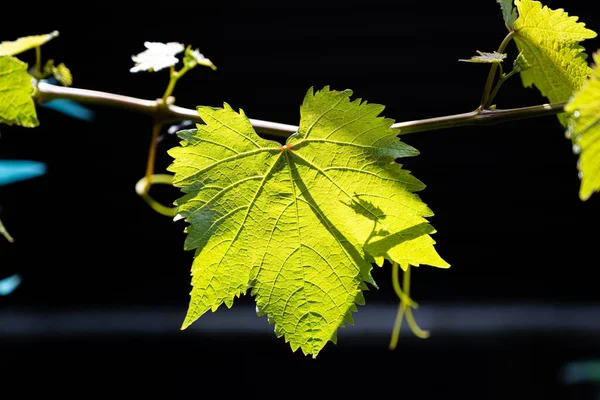 Close-up foto van een fel groen verlicht wijnstokblad. Zwarte achtergrond. Macrofotografie — Stockfoto