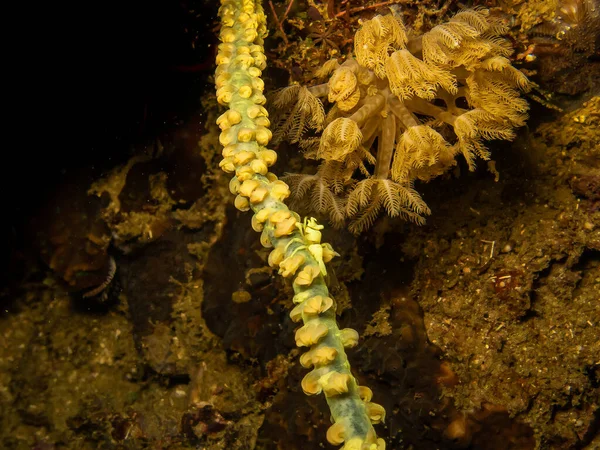 Tiny yellow Whip coral shrimp, Pontonides ankeri at a Whip coral at a Puerto Galera tropical coral reef in the Philippines — Stock Photo, Image