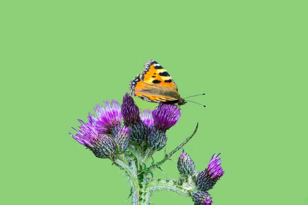 Eine Nahaufnahme eines Schildpatt-Schmetterlings, Aglais urticae, auf einer lila Distelblume. Bild isoliert auf grünem Hintergrund — Stockfoto