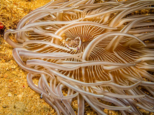 Holthuis Cleaner Shrimp, Ancylomenes holthuisi at a Puerto Galera tropical coral reef, Philippines. This transparent shrimp is hiding among the tentacles of a beautiful sea anemone — Stock Photo, Image