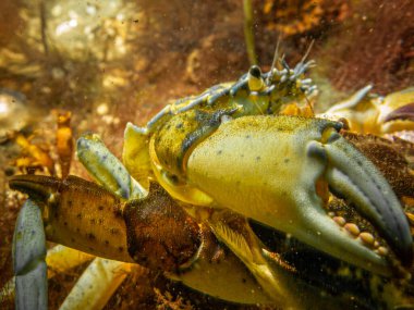 Büyük pençesiyle kamerayı çimdikleyen bir yengecin yakın çekim sualtı resmi. Fotoğraf: Öresund, Malmö İsveç