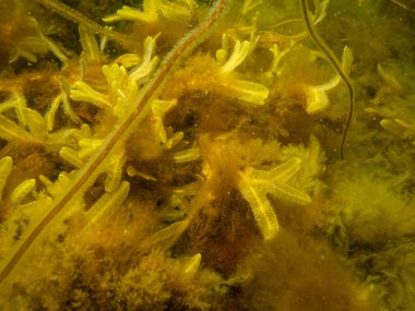 Fucus Vesiculosus 'un yakın plan fotoğrafı, bilinen adıyla sidik torbası, siyah tang, kaya yosunu, mesane siken, deniz meşeyi, ot kesen geyik siken, kızıl siken, ve kaya kırıntısı.