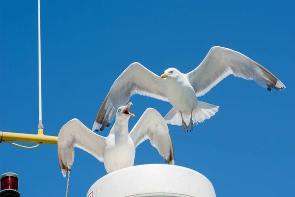 Dos gaviotas peleando en un barco. Fondo brillante cielo azul — Foto de Stock