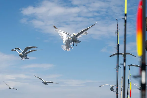 Las gaviotas siguen un barco pesquero. Cañas de pescar y cielo azul con delgadas nubes blancas en el fondo — Foto de Stock