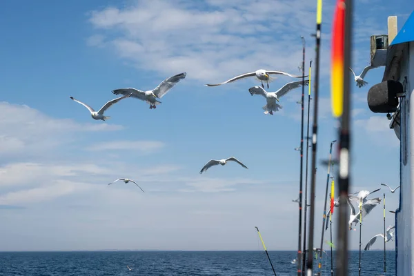 Seagulls flying close to a fishing boat. Fishing rods and blue sky with thin white clouds in the background — Stock Photo, Image