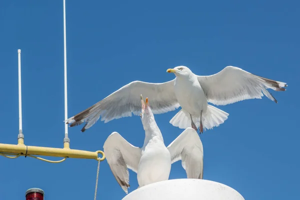 Dos gaviotas peleando en un barco. Fondo brillante cielo azul — Foto de Stock