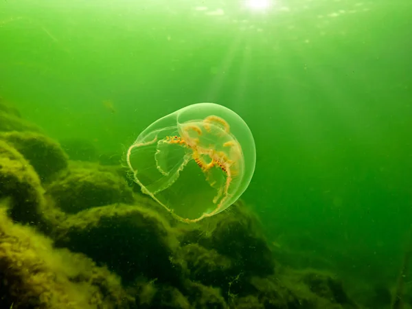 A Moon jellyfish or Aurelia aurita with yellow and green seaweed in the background. Picture from Oresund, Malmo Sweden — Stock Photo, Image