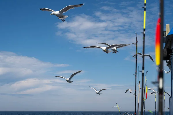 Las gaviotas siguen un barco pesquero. Cañas de pescar y cielo azul con delgadas nubes blancas en el fondo — Foto de Stock