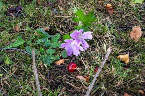 一朵粉红色的花，绿色的草地上的红色樱桃和一根树枝 — 图库照片