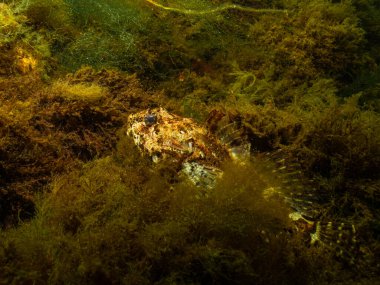 Uzun omurgalı bir boğa başlı olan Taurulus Bubalis 'in yakın plan fotoğrafı. Uzun omurgalı deniz akrebi olarak da bilinir. Fotoğraf: Öresund, Malmö İsveç