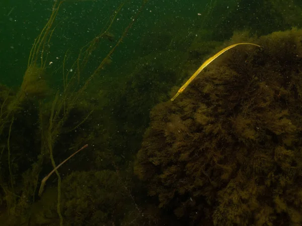 Dichtbij een foto van een Straightnose pipefish, Nerophis ophidion. Foto uit Oresund, Malmö Zweden — Stockfoto