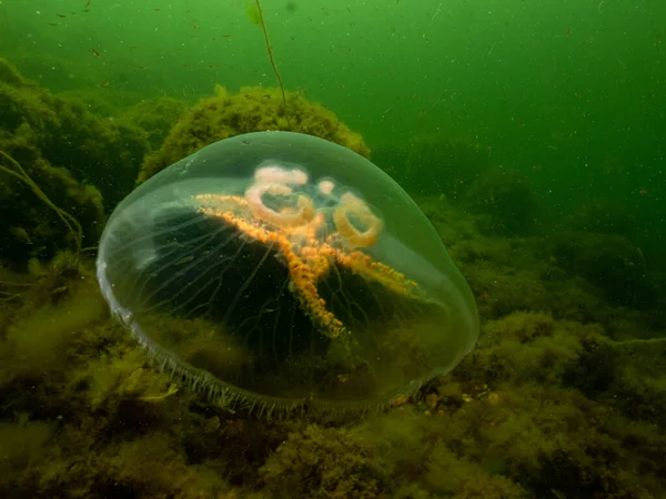 A Moon jellyfish or Aurelia aurita with yellow and green seaweed in the background. Picture from Oresund, Malmo Sweden — Stock Photo, Image