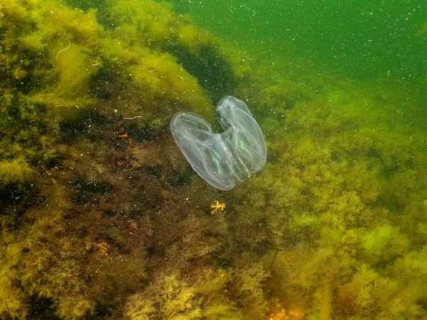Mnemiopsis leidyi, la gelatina de peine verrugoso o nuez de mar con algas amarillas y verdes en el fondo. Esta es una especie invasora. Foto de Oresund, Malmo Suecia — Foto de Stock