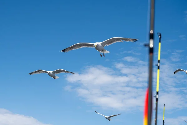 Las gaviotas siguen un barco pesquero. Cañas de pescar y cielo azul con delgadas nubes blancas en el fondo — Foto de Stock