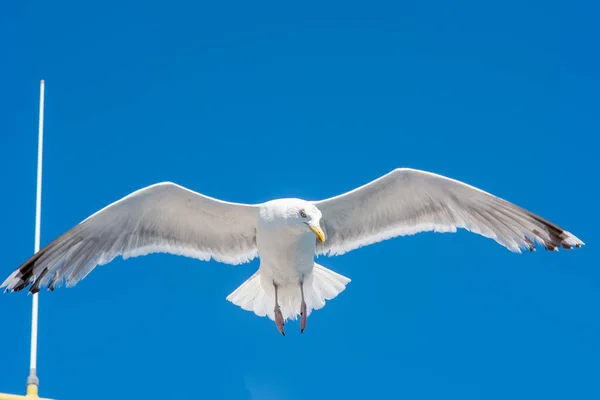 Primer plano de una gaviota voladora. Cielo azul oscuro en el fondo — Foto de Stock