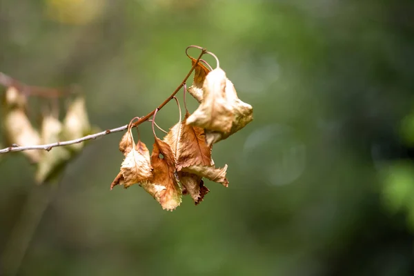 Imagen de cerca de hojas de color marrón-rojo en una rama de cerezo. Fondo verde con bBokeh, Ilustración — Foto de Stock