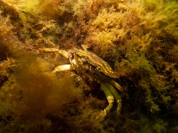 Знімок краба під водою. Фото з Ересунн (Мальмо). — стокове фото