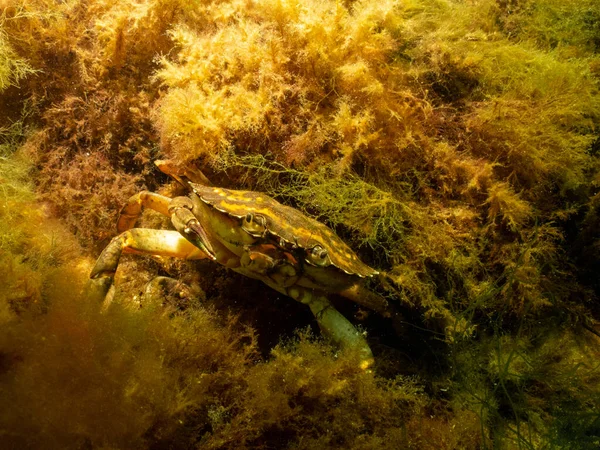 En närbild av en krabba under vattnet. Bild från Öresund, Malmö — Stockfoto