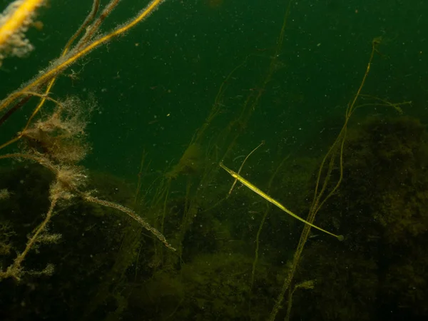 Närbild av en Rak näspipefish, Nerophis ophidion. Bild från Öresund, Malmö — Stockfoto