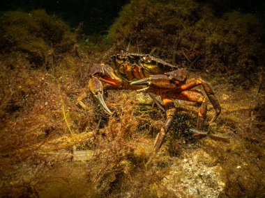 Güzel bir deniz ortamındaki yengecin yakın plan fotoğrafı. Fotoğraf: Öresund, Malmö İsveç