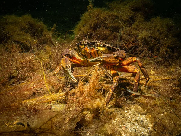 Зображення краба в гарному морському середовищі. Фото з Ересунн (Мальмо). — стокове фото