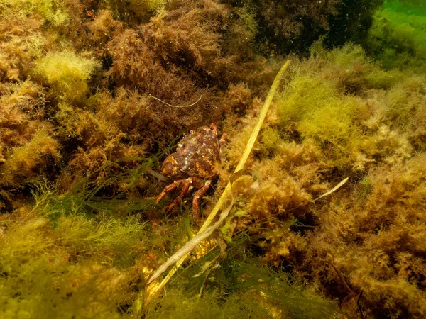 En närbild av en krabba under vattnet. Bild från Öresund, Malmö — Stockfoto
