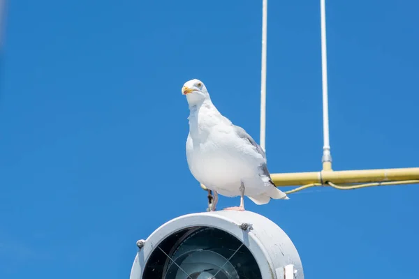 Una gaviota blanca sentada en una lámpara en un barco pesquero. Fondo con un cielo azul claro — Foto de Stock