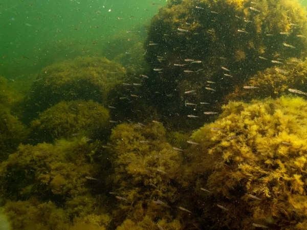 En frisk havsutsikt från Öresund Malmö. Gott om småfisk. Sjögräs och grönt kallt vatten — Stockfoto