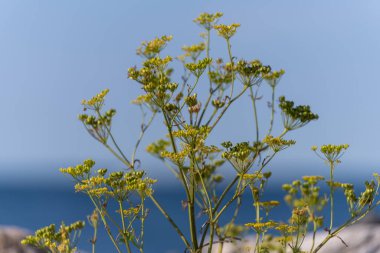 Sarı bir yabani çiçeğin yakın plan fotoğrafı. Arka planda mavi okyanus ve gökyüzü
