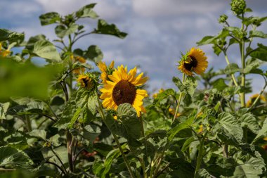Mavi arkaplanlı sarı ayçiçekleri