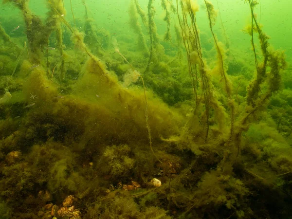 Een onderwater zeegezicht van de Sound, Malmö Zweden. Groen koud water met geel zeewier — Stockfoto