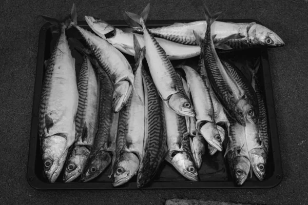 Una nueva captura de caballa en una bandeja. Foto en blanco y negro — Foto de Stock