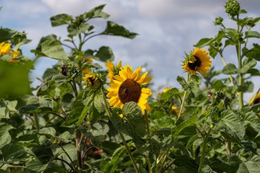 Mavi arkaplanlı sarı ayçiçekleri
