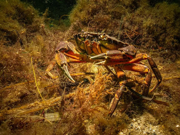 Зображення краба в гарному морському середовищі. Фото з Ересунн (Мальмо). — стокове фото