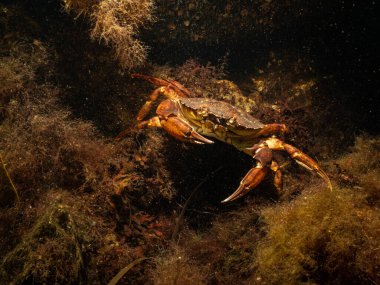 Güzel bir deniz ortamındaki yengecin yakın plan fotoğrafı. Fotoğraf: Öresund, Malmö İsveç