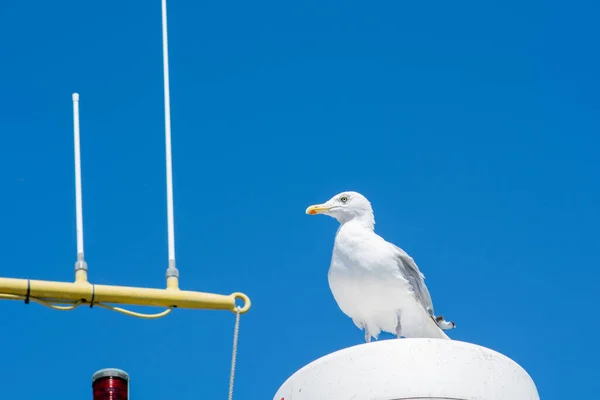 Una gaviota blanca sentada en una lámpara en un barco pesquero. Fondo con un cielo azul claro — Foto de Stock