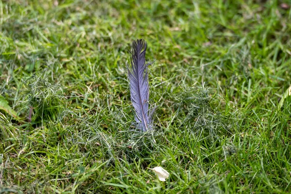 Une image rapprochée d'une plume d'oiseau dans l'herbe verte — Photo